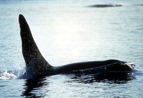 Wild male killer whale dorsal fin