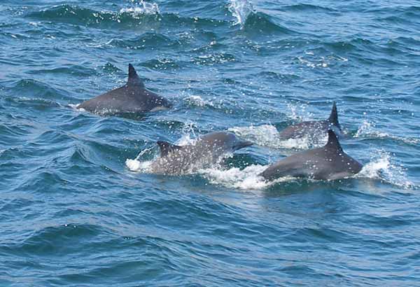 Pod of common dolphins in the wild