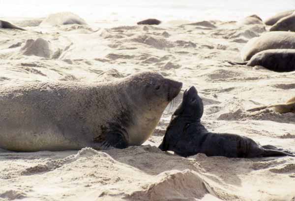 Elephant seal and pup