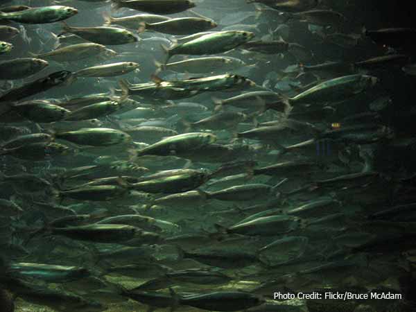School of many herring fish