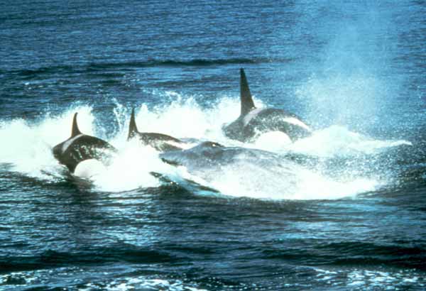 Killer whales attacking a blue whale