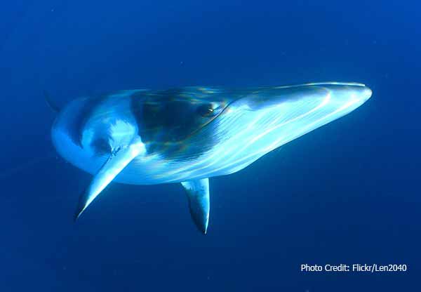 Minke whale swimming underwater