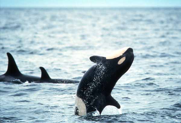 Wild killer whale calf doing a back bow