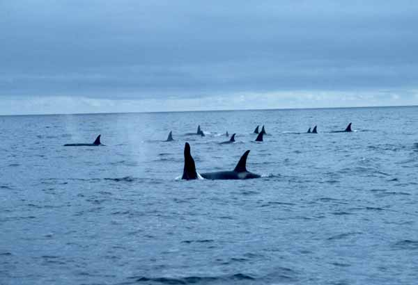 Spread out pod of wild killer whales