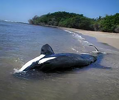 A stranded killer whale at the water's edge on a beach