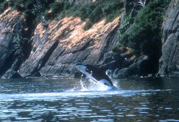 Wild killer whale adult breaching