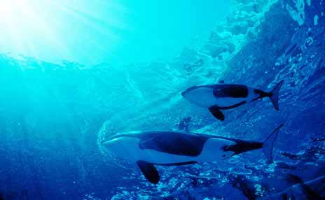 Killer whales viewed from beneath