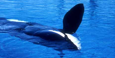 Killer whale with pectoral flipper raised