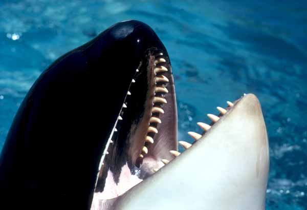 Close up killer whale teeth