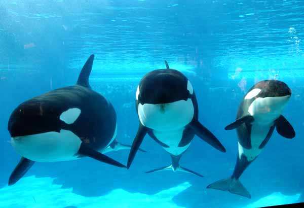 Underwater view of three killer whales