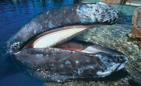 Gray whale with mouth open