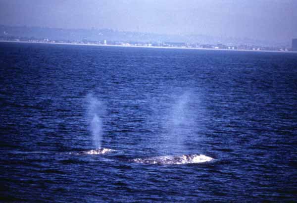 Gray whale breath