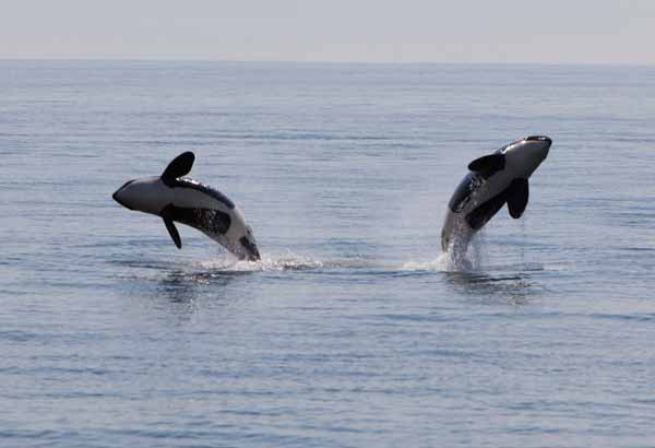 Two wild killer whales breaching
