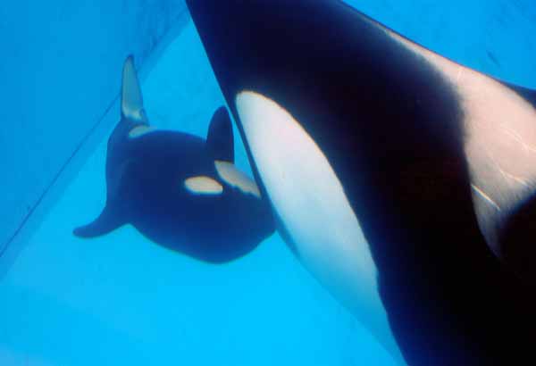 Killer whale calf nursing