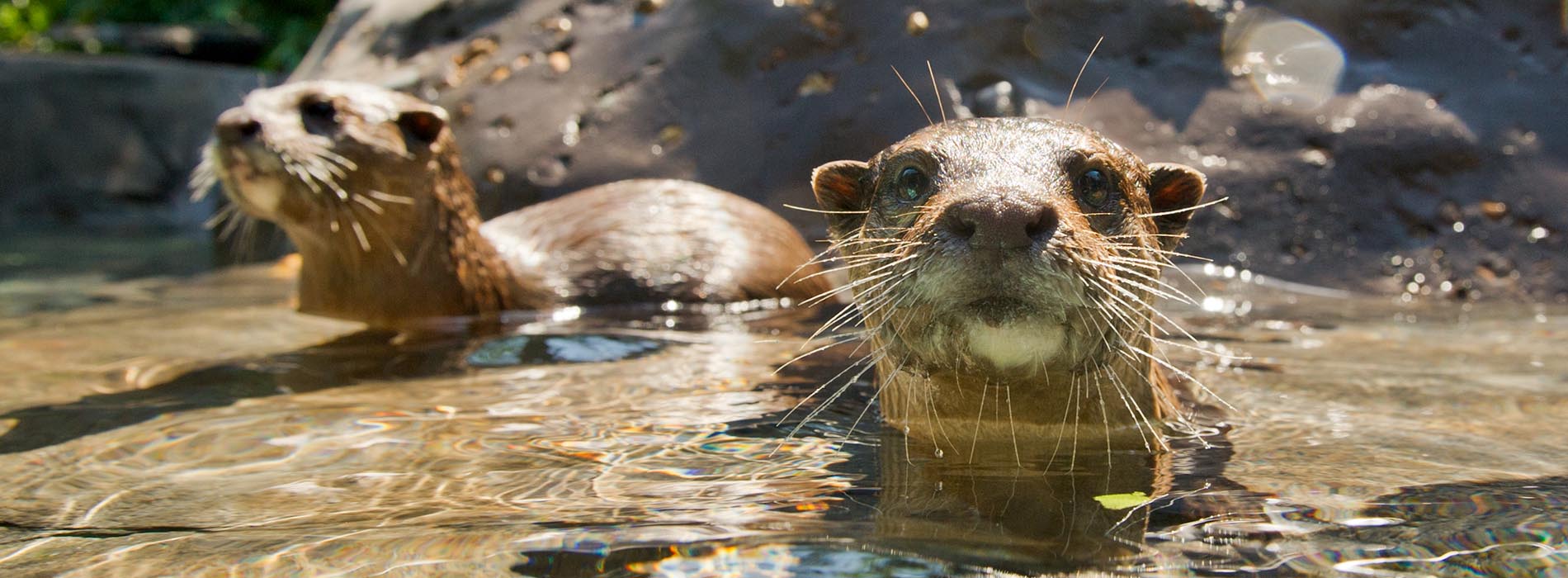 Two otters play in water