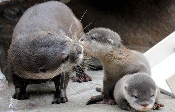 Otters 
