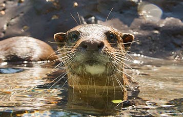 An otter plays in water