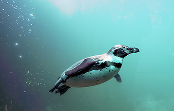 A penguin swims underwater. Sparsely grouped bubbles are visible behind it.
