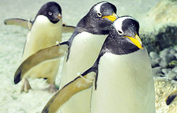 Three penguins walking in a line with wings outstretched to their sides.
