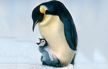 A baby penguin stands at the feet of an adult and awaits food.