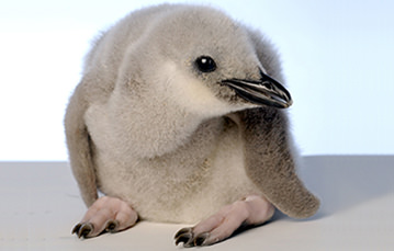 A light-colored young penguin in a crouched position.