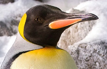 emperor penguin close up