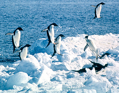adelie penguin jumping out of water