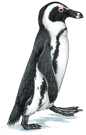 African Penguin (formerly Black-Footed Penguin)