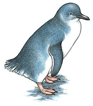 Little Penguin (also known as Fairy or Little Blue Penguin)