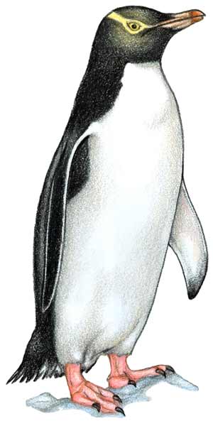 Yellow eyed penguin illustration