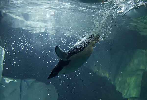 Adelie penguin swimming underwater
