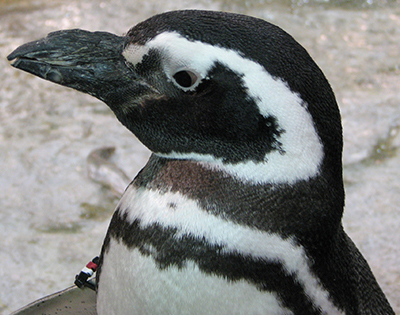 All About Penguins - Diet & Eating Habits | SeaWorld Parks & Entertainment