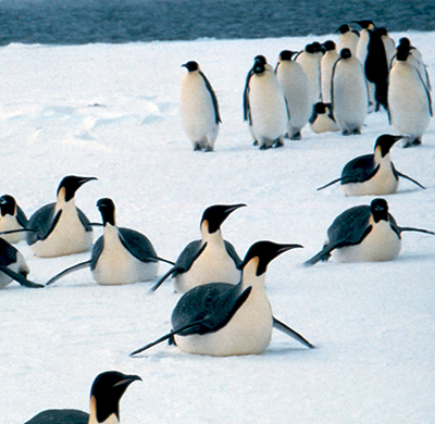 Emperor penguins toboggan-slide on their bellies