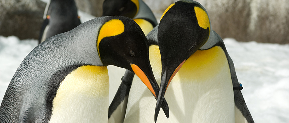 All About Penguins - Diet & Eating Habits | SeaWorld Parks & Entertainment