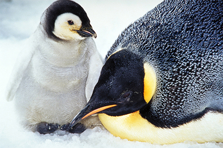 All About Penguins - Hatching & Care of Young| SeaWorld Parks &  Entertainment