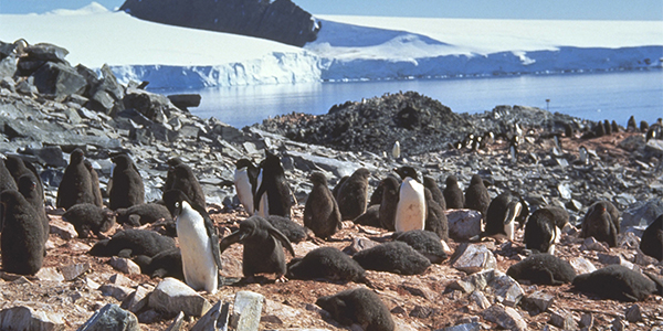 Adélie penguins on land