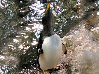 All About Penguins - Reproduction | SeaWorld Parks & Entertainment