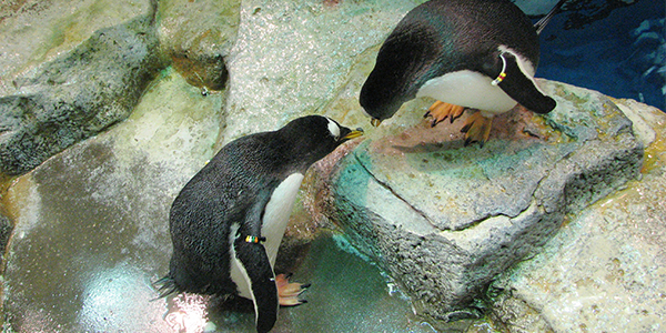 All About Penguins - Reproduction | SeaWorld Parks & Entertainment