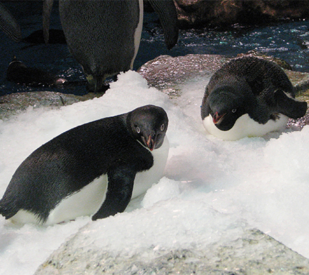 pair of Adélie penguins
