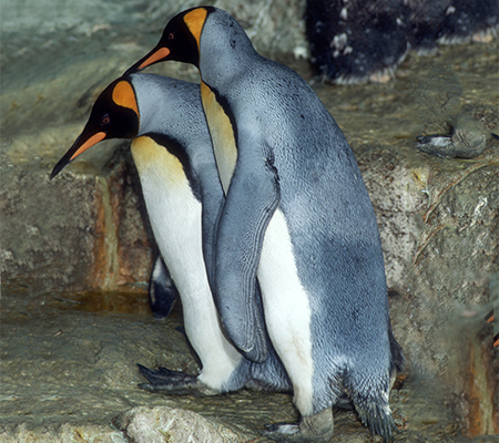pair of king penguins