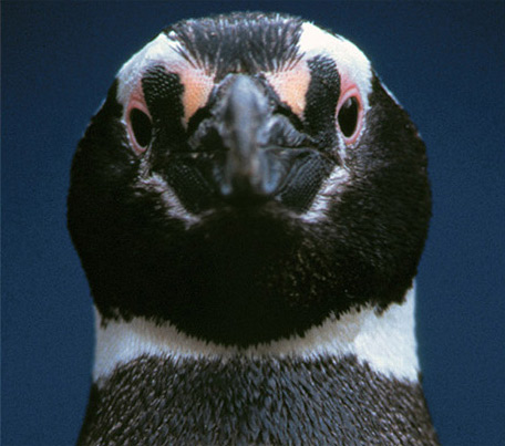 penguin face close up
