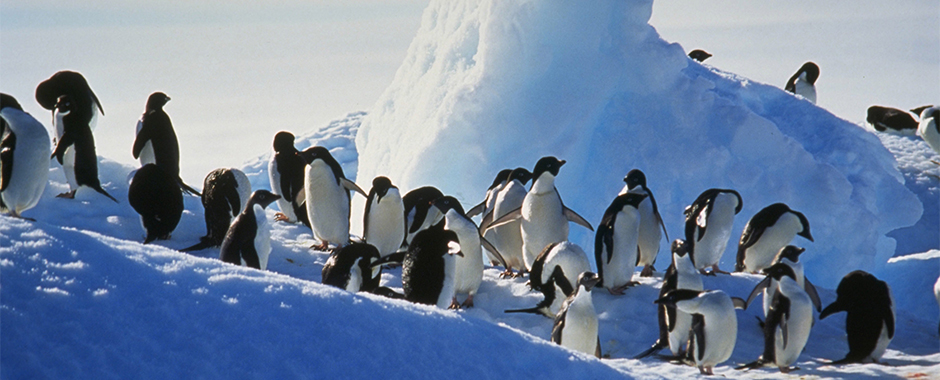 Penguin Order Sphenisciformes