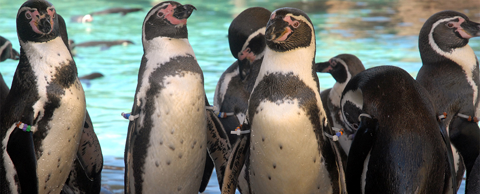 All About Penguins - Senses | SeaWorld Parks & Entertainment