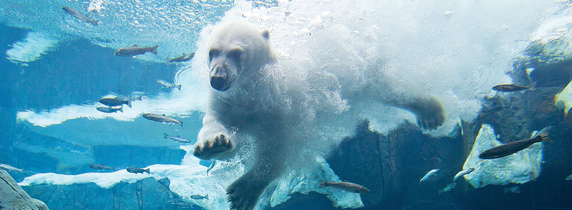 A polar bear diving into water