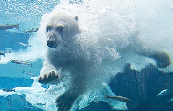 A polar bear diving into water