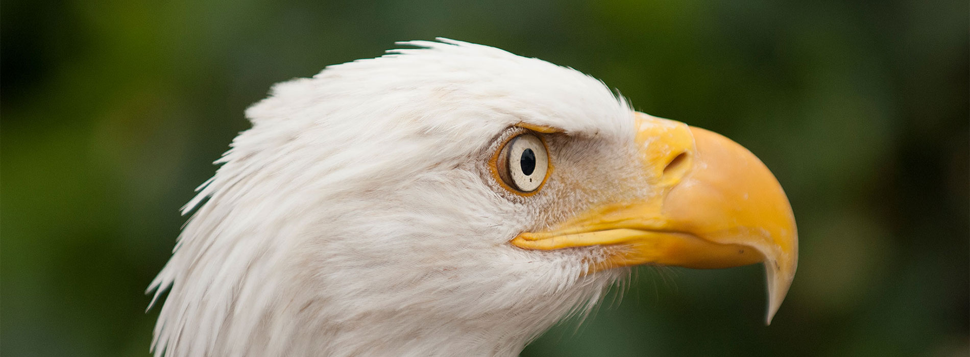 Bald Eagle head profile