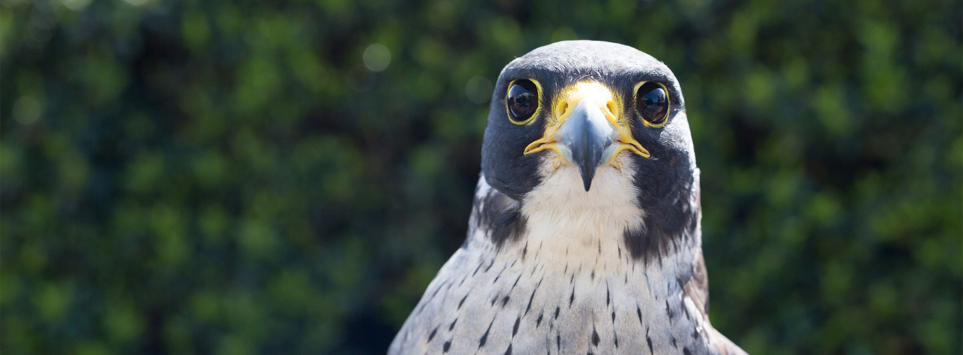 Falcon face
