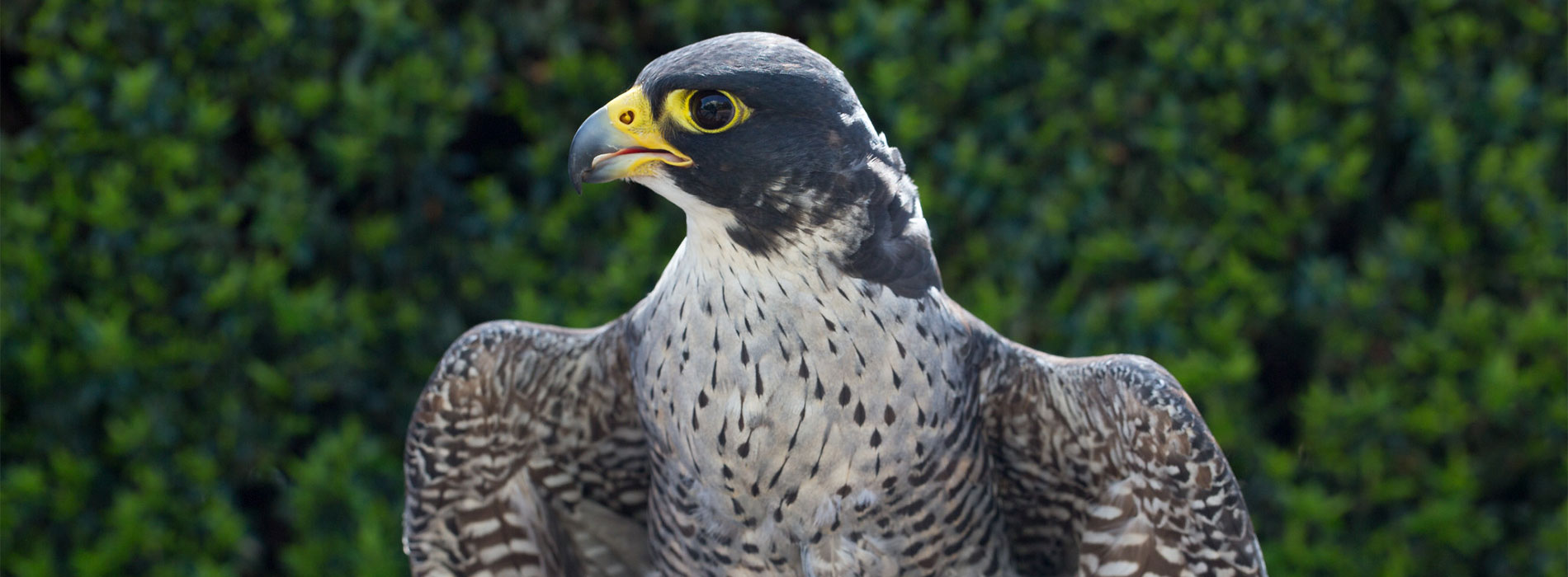Falcon perched