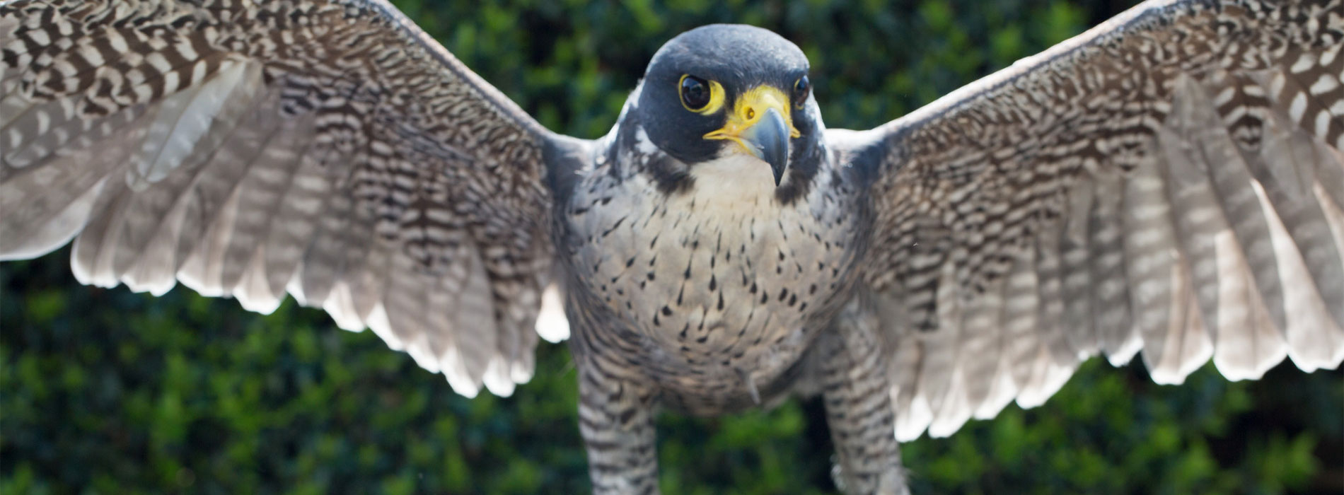 Falcon wingspan