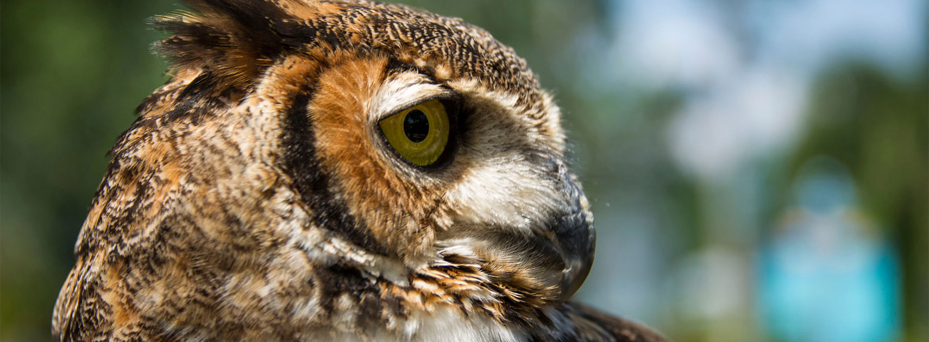 owl side profile